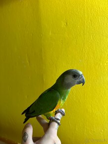 Papoušek Senegalský ručně dokrmenny - 4