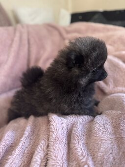 Pomeranian - 4