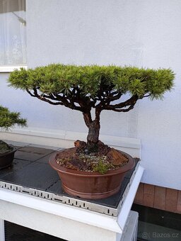 Borovice lesní (Pinus sylvestris) bonsai - 4