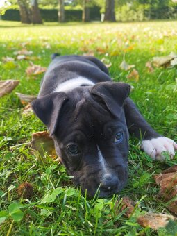 Americký stafordširský teriér : AMSTAFF - 4