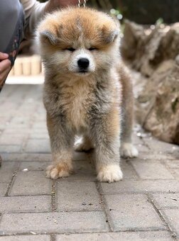 Akita Inu s průkazem původu FCI & AKIHO - 4