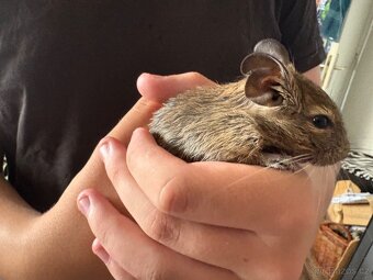 Osmák degu - 4