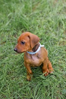 Rhodéský ridgeback - 4