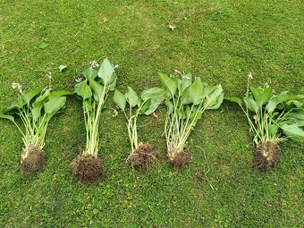 Hosta (Bohyška, Funkie) - 4
