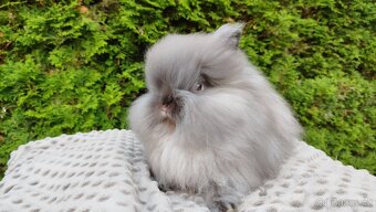 Zakrslý králík, králíček-(TEDDY)-OLIVIE - 4