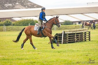 Top klisna do sportu - 4