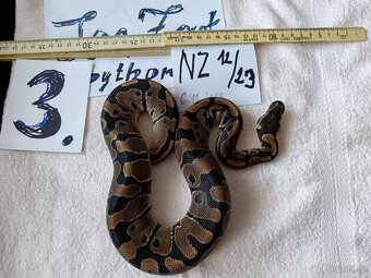 Python regius -krajta královská - 4