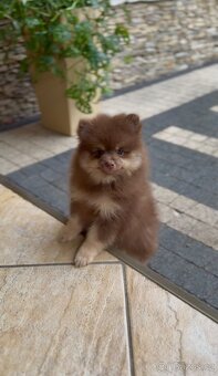 Pomeranian s PP - 4