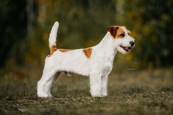 Jack Russell teriér s PP - 4