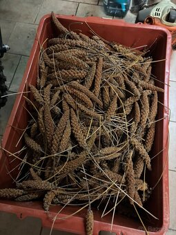 Proso senegalské z naší farmy - 4