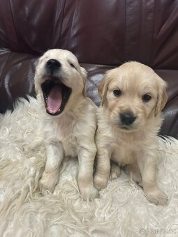 Zlatý retrívr bez PP - 4