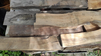 Staré suché listnaté dřevo - 4