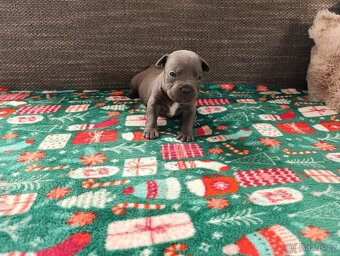 Stafordšírský bulteriér - 4