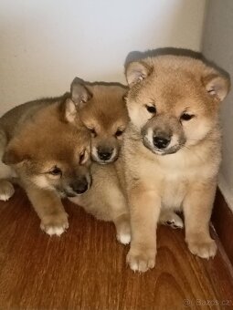 Predám šteniatka Shiba inu - 4