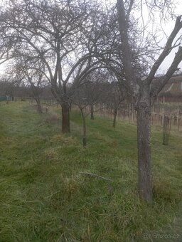 Pronájem vinohradu Bzenec - Novosady - 4