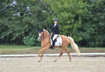 Pony B do drezury - 4