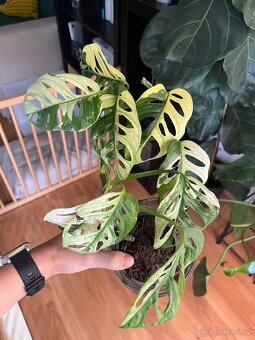 Monstera Adansonii Variegata - 4