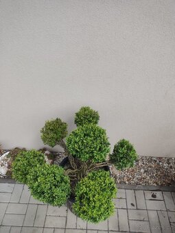 Tvarovaný strom, bonsai, niwaki, yamadori - 4