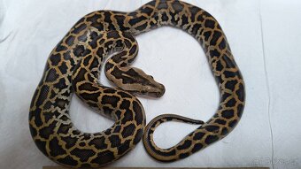 Krajta tmavá - Python bivittatus - 4