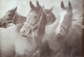 Retro plakáty zvířat -formát A1 - různé - 4