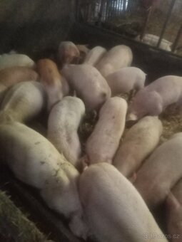 selata a prasata - 4