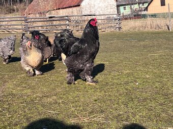 Brahmanka velka kmen 1+3 - 4