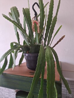 Fylokaktus 1x krásná rostlina - 4