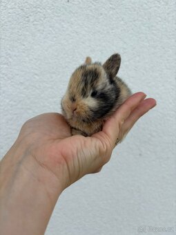 🐰 Nabízíme k rezervaci zakrslých zajíčků - 4
