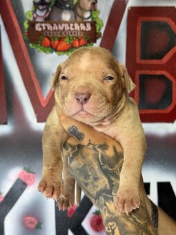 American Bully Xl - 4