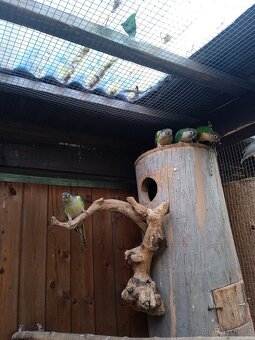 Pyrura Zelenolici - 4