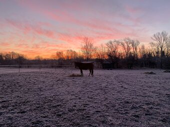 Ustájení Praha 4 - Písnice - 4
