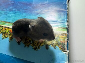 Křeček džungarský (mláďata) - 4