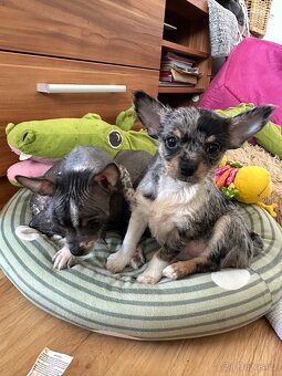 Hairless čivava - naháč - 4