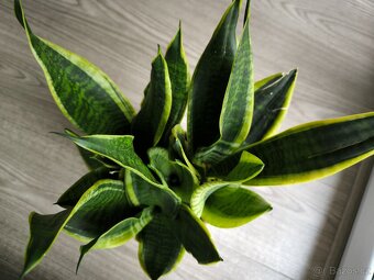 Sansevieria futura superb - 4