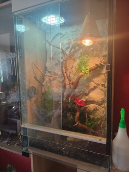 Terarium včetně chameleona - 4