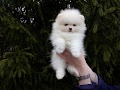 Pomeranian-mini - 4