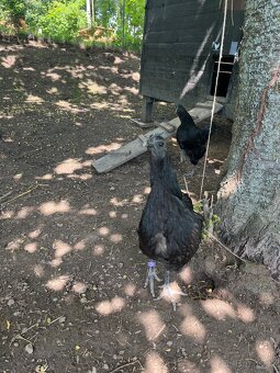 Ayam Cemani 1.2 - 4