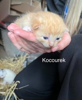 Daruji koťátka do dobrých rukou❤️ - 4