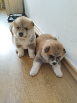 Štěňata Akita inu - 4