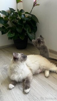 Jedinečné šedivé kotě Ragdoll hledá svůj nový domov 🐾 - 4