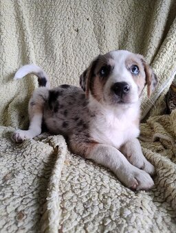 🐶 Štěňátka – kříženci s původem po australském ovčákovi - 4
