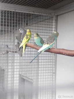 Andulka i duhová, korela bělohlavá, zebřička pestrá - 4