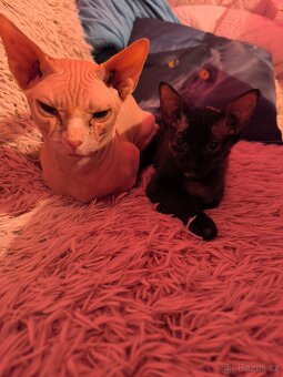 Sphynx - 4