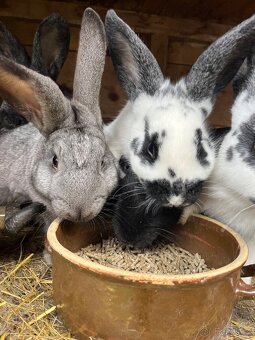 Letošní králíci samec i samice - 4