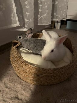 Zakrslý králík šedý - 4