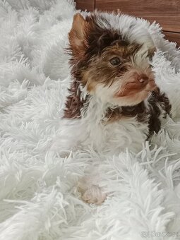 Jorkšírský teriér - 4