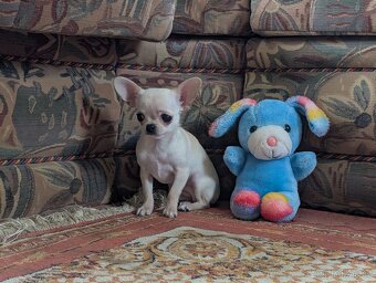 Čivava krátkosrstá s PP - 4