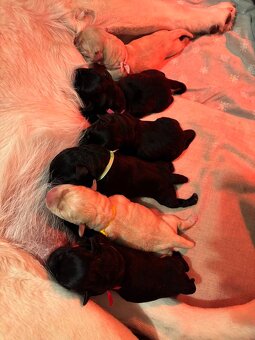 Labrador retriever - 4