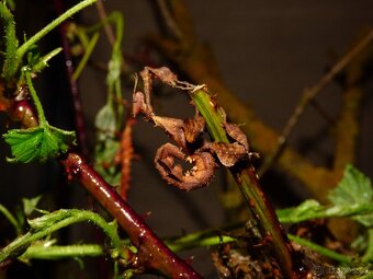 Strašilka australská (Extatosoma tiaratum) - 4