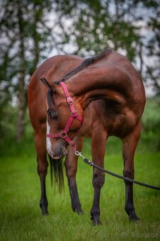 Krásný a ultra hodný QH hřebec, TOP původ reining,cowhorse - 4